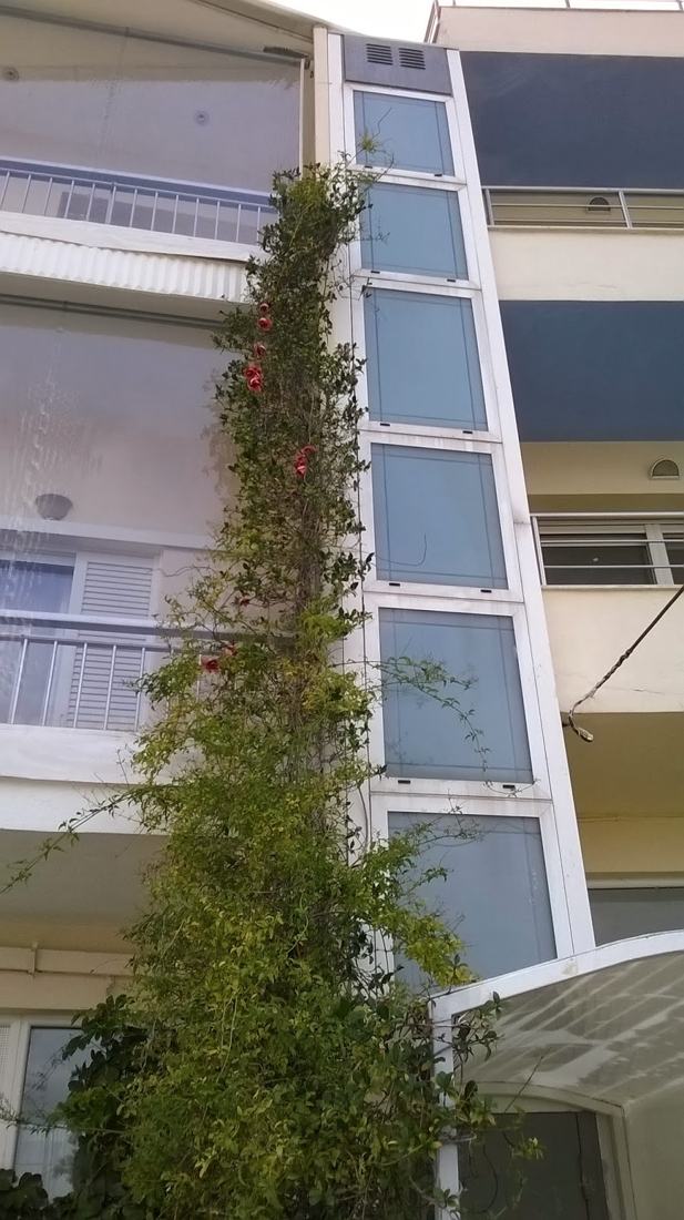 Γυάλινο φρεάτιο εξωτερικού ανελκυστήρα με κισσό